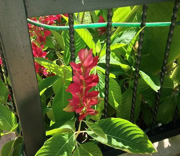 Bed & Breakfast Mango